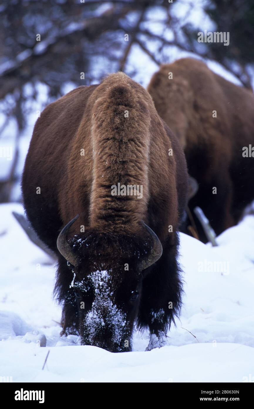 USA, WYOMING, YELLOWSTONE-NATIONALPARK, BISONS AUF DER SUCHE NACH SPEISEN IM SCHNEE, WINTERSZENE Stockfoto