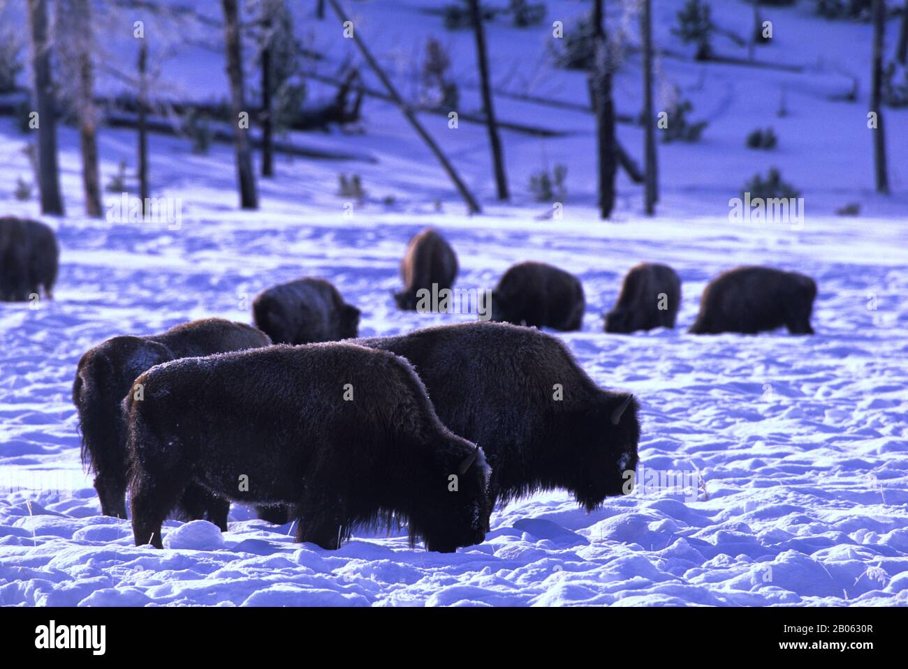 USA, WYOMING, YELLOWSTONE-NATIONALPARK, BISONS AUF DER SUCHE NACH SPEISEN IM SCHNEE, WINTERSZENE Stockfoto