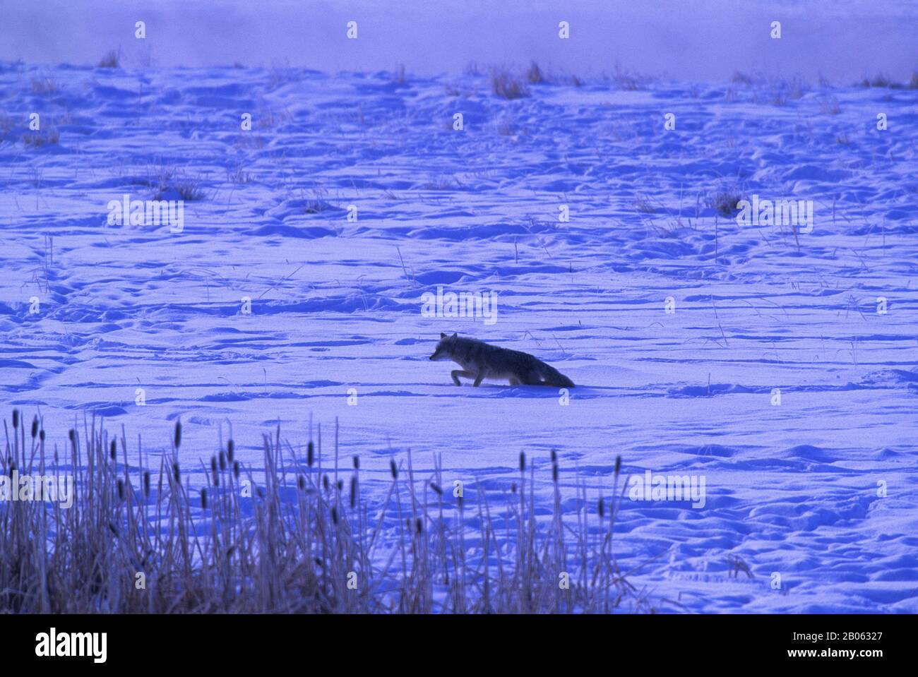 USA, WYOMING, YELLOWSTONE-NATIONALPARK, COYOTE IM SCHNEE, WINTERSZENE Stockfoto