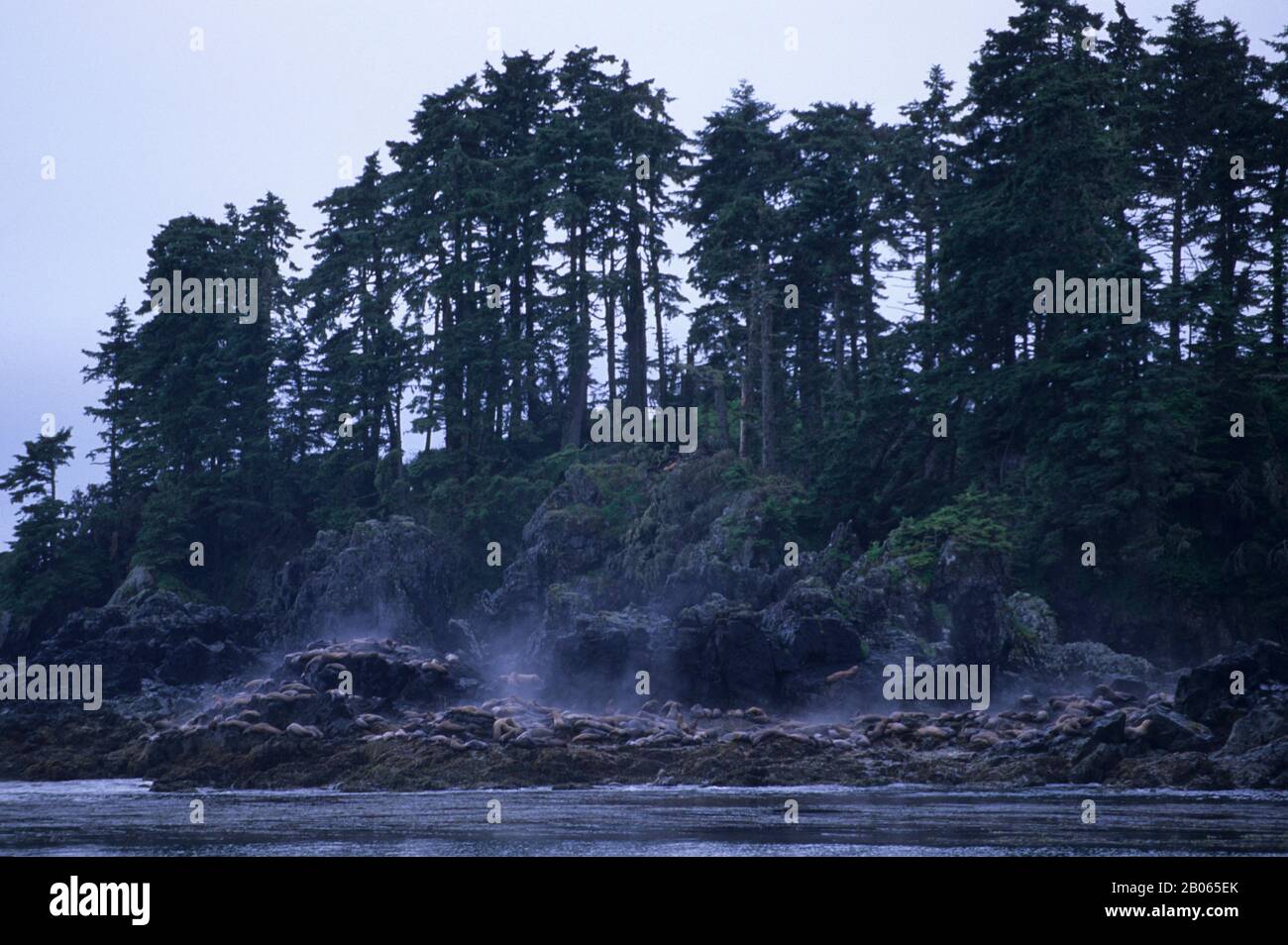 USA, ALASKA, TONGASS NATL FOREST, CHATHAM STRAIT, STELLER'S SEA LIONS Stockfoto