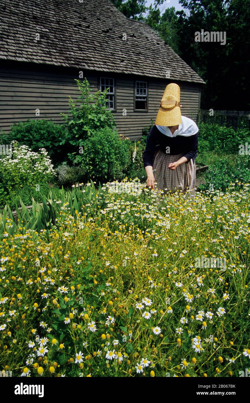 USA, MICHIGAN, IN DER NÄHE VON DETROIT, DEARBORN, GREENFIELD VILLAGE, VILLAGE SCENE, DAGGETT BAUERNHAUS, GARTEN, FRAU IN HISTORISCHEM KLEID, DIE KAMILLE PFLÜCKT Stockfoto