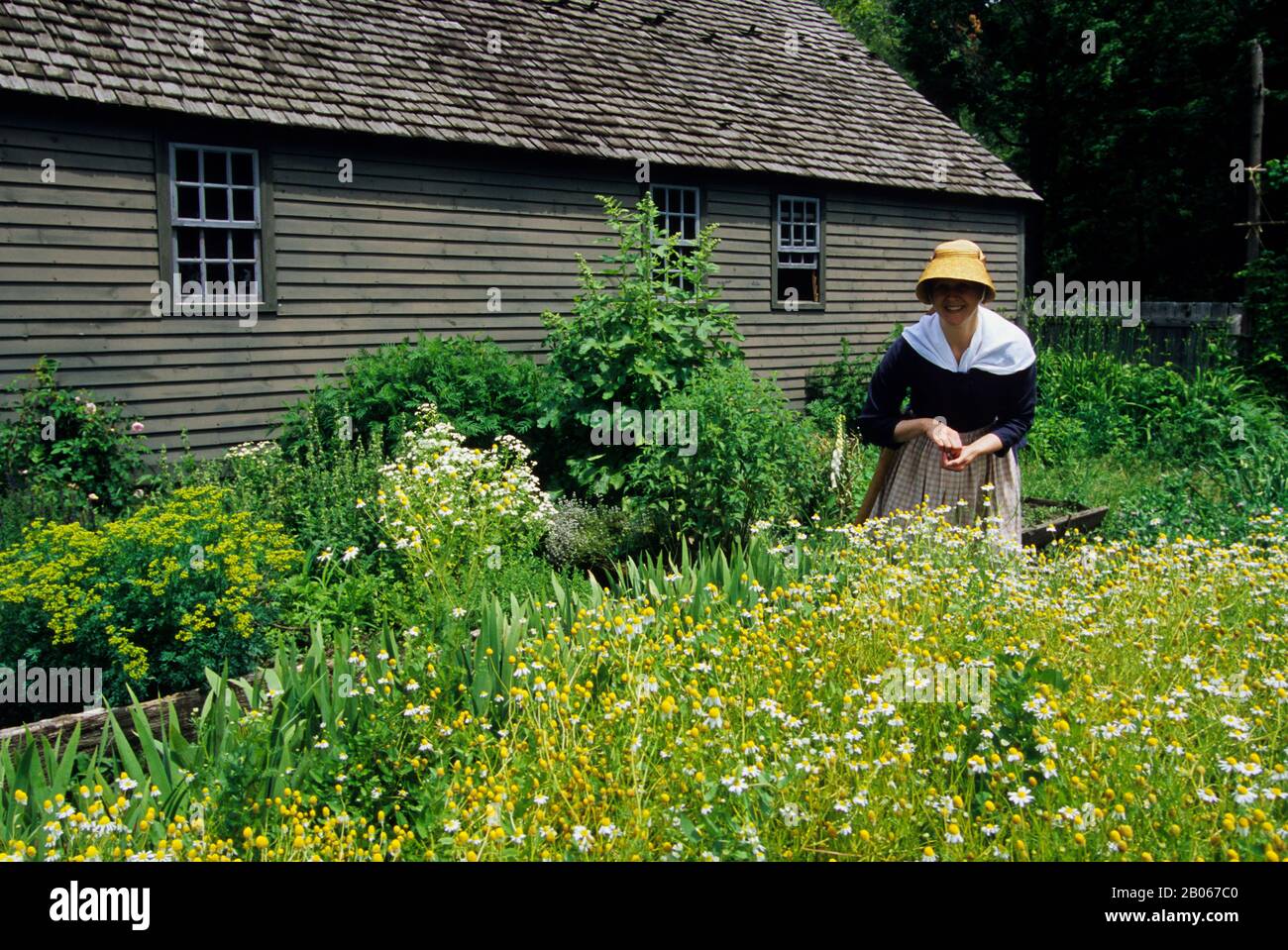 USA, MICHIGAN, IN DER NÄHE VON DETROIT, DEARBORN, GREENFIELD VILLAGE, VILLAGE SCENE, DAGGETT BAUERNHAUS, GARTEN, FRAU IN HISTORISCHEM KLEID, DIE KAMILLE PFLÜCKT Stockfoto