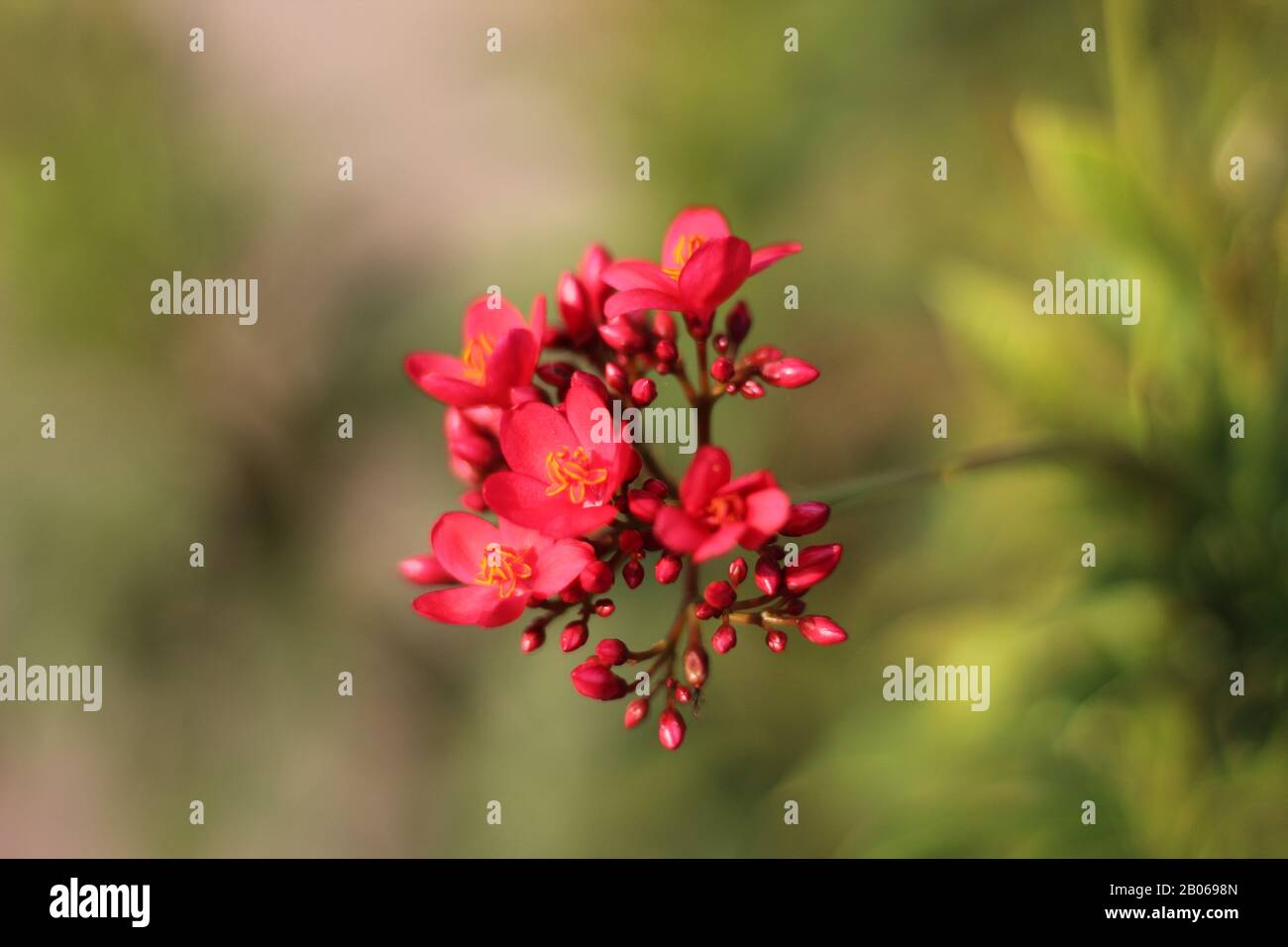Rote Kleine Blumen In Indien Stockfoto
