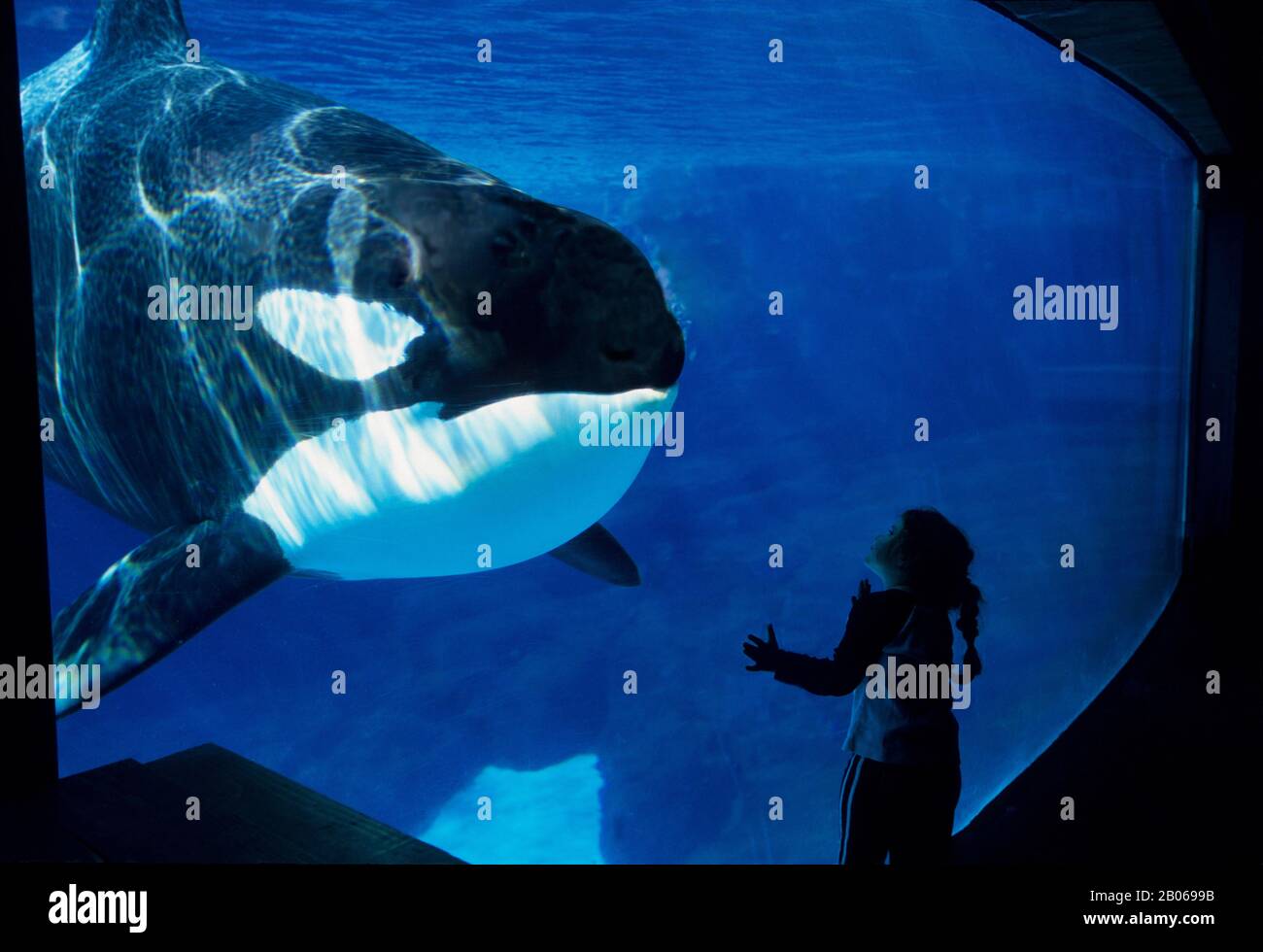 USA, KALIFORNIEN, SAN DIEGO, MEERESWELT, KILLERWAL (ORCA) UNTER WASSER, MÄDCHEN, 2006 Stockfoto