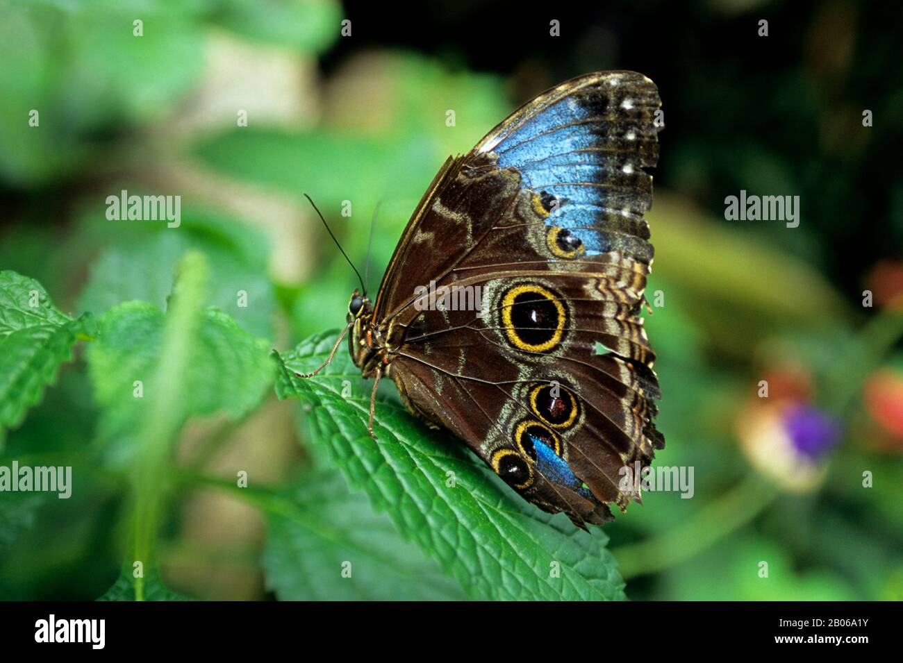 KANADA ONTARIO NIAGARAFÄLLE, SCHMETTERLINGSGARTEN, MORPHO SCHMETTERLING (BESCHÄDIGT) Stockfoto