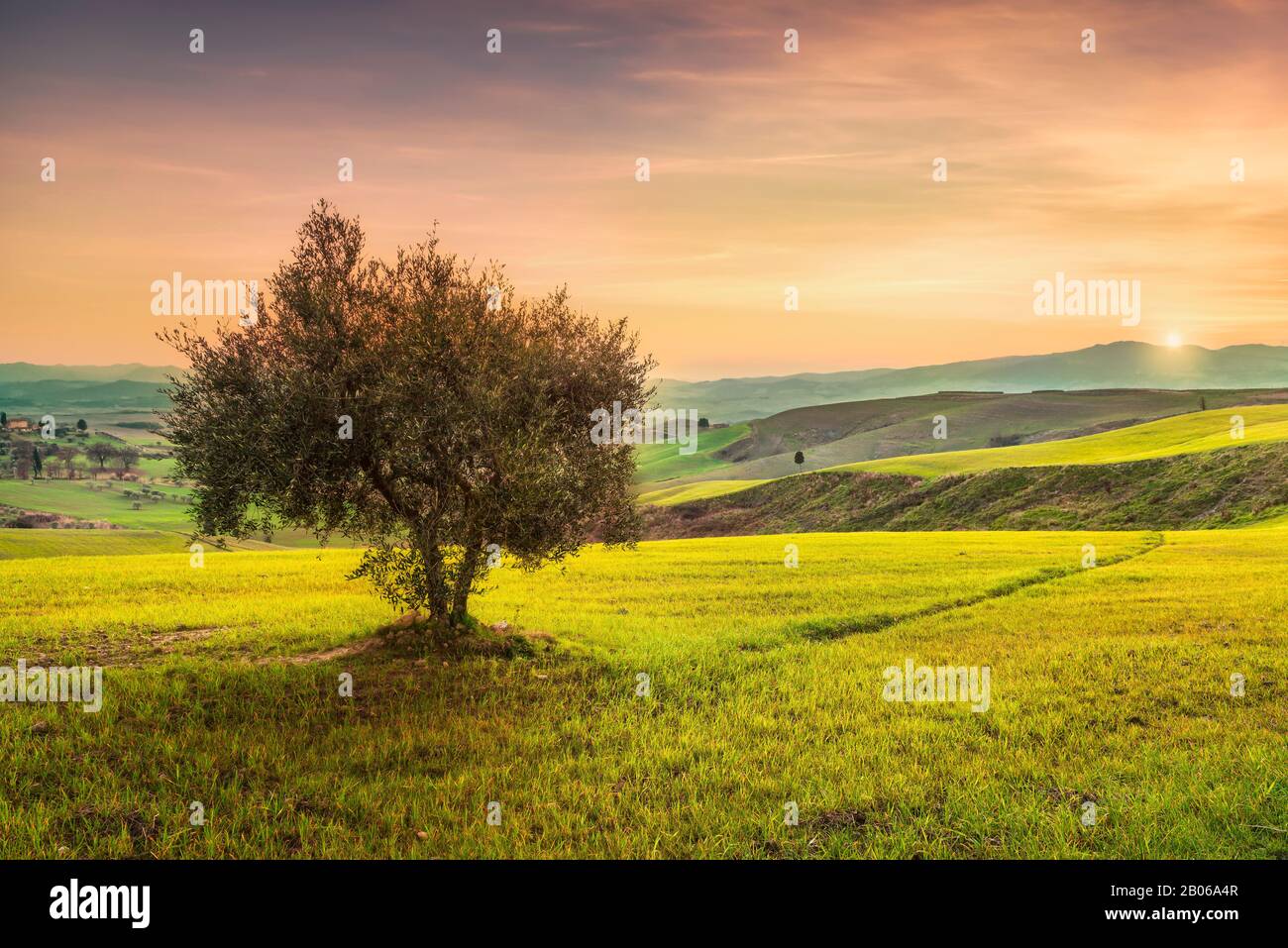 Volterra, Panoramaaussicht auf die Landschaft, einsamer Olivenbaum, sanfte Hügel und grüne Felder bei Sonnenuntergang. Pisa, Toskana Italien Europa. Stockfoto