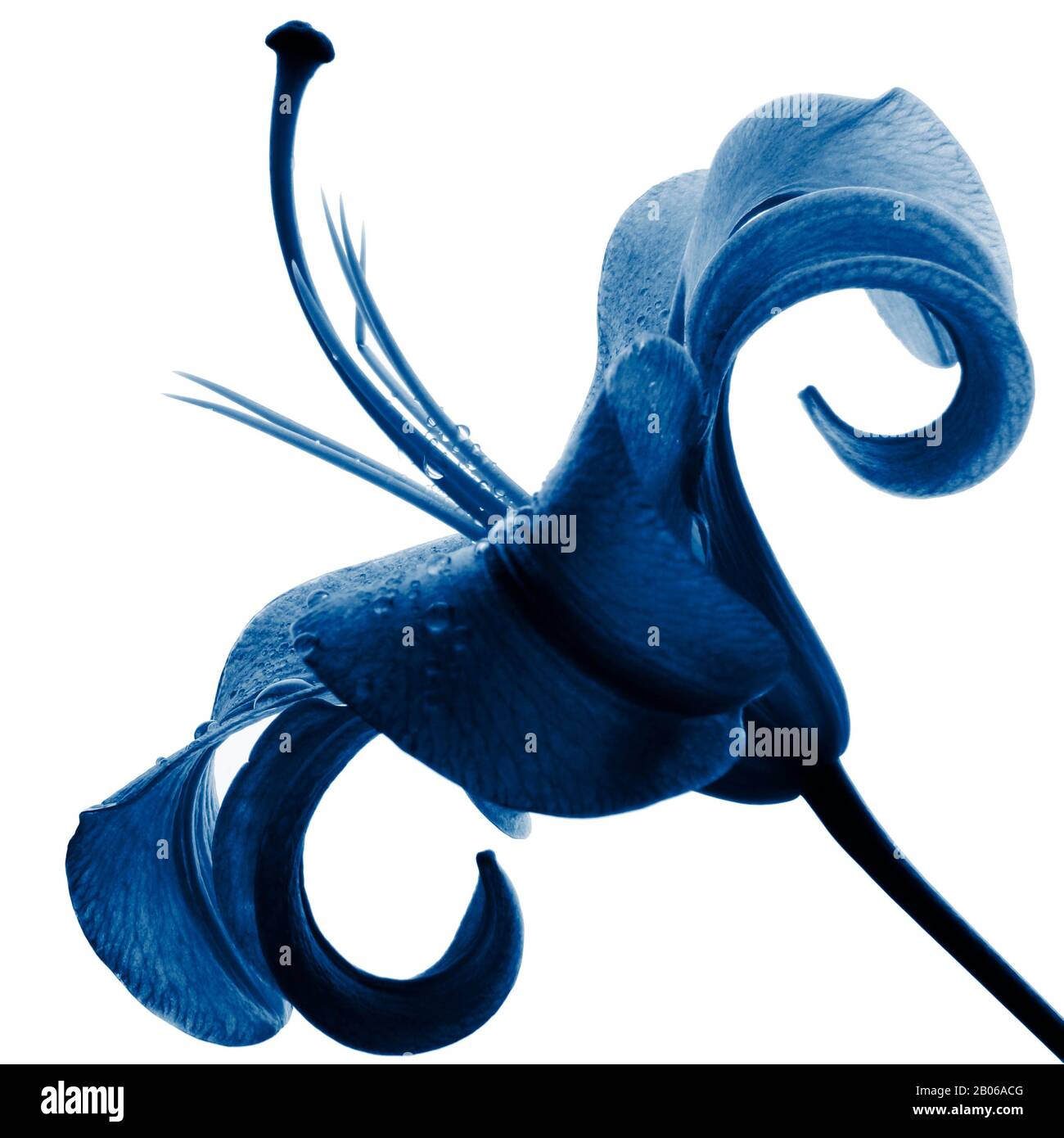 Blaue Lilie isoliert auf weißem Hintergrund. In Pantone2020, klassisch blau. Stockfoto