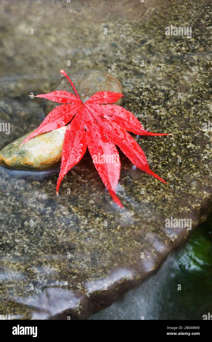 USA, STAAT WASHINGTON, ROTER AHORN HINTERLASSEN AUF GRANITFELSEN IM GARTENTEICH, FALL Stockfoto