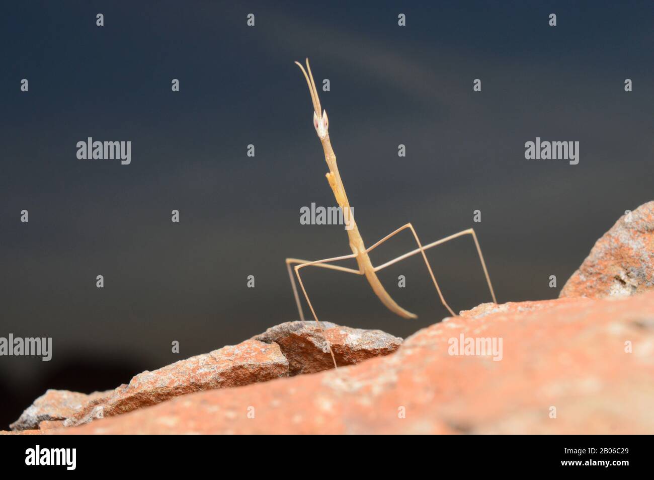 Grasmantis, Schizocephala bicornis, Indien Stockfoto