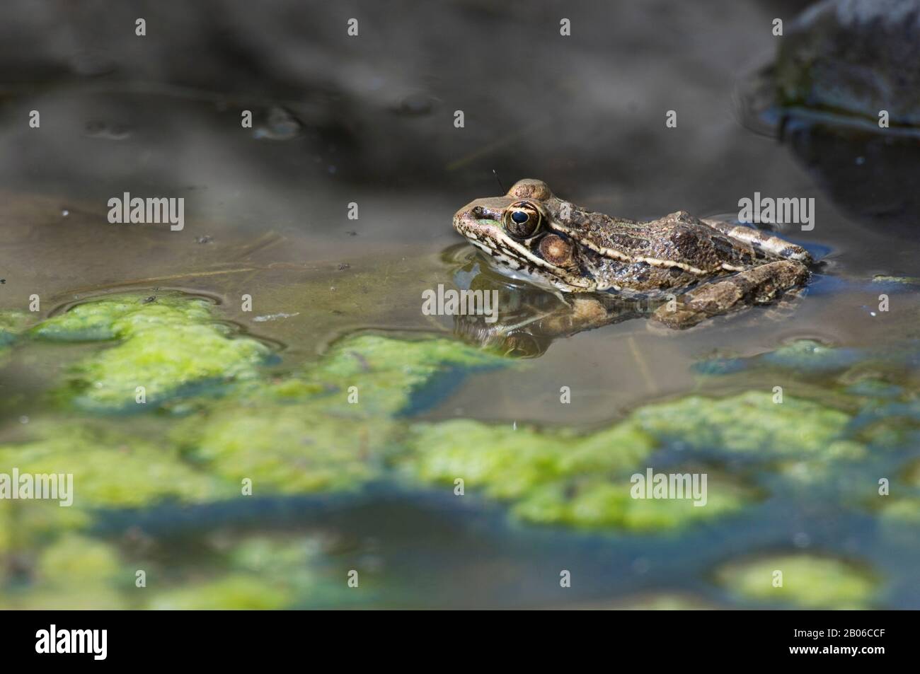 USA, TEXAS, HÜGELLAND IN DER NÄHE VON HUNT, SÜDLICHES LEOPARDENFROSCH IM WASSER Stockfoto