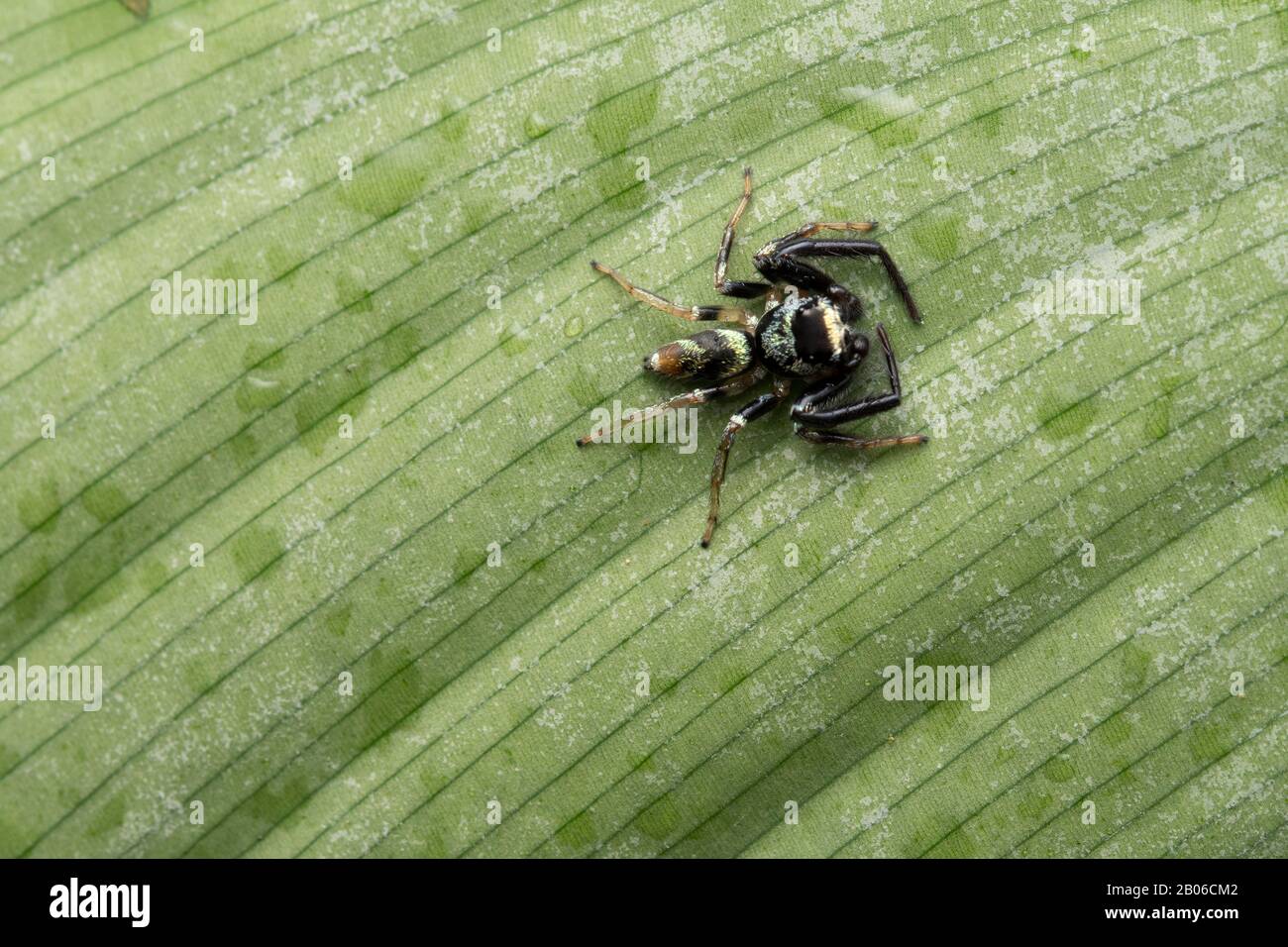 Dorsal von Thiania bhamoensis, Springende Spinne, Familie Salticidipsen Stockfoto