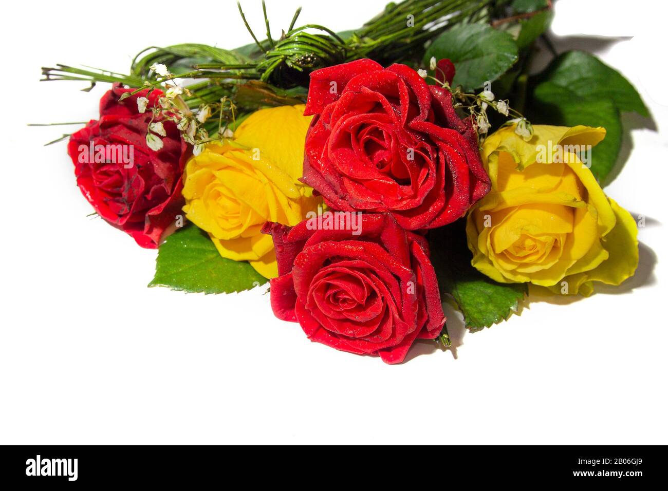 Schöne rote und gelbe Rosen isoliert auf weißem Hintergrund Stockfoto