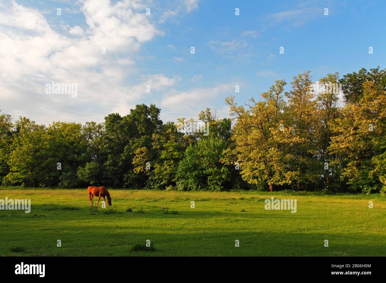 Pferd in der Natur Stockfoto