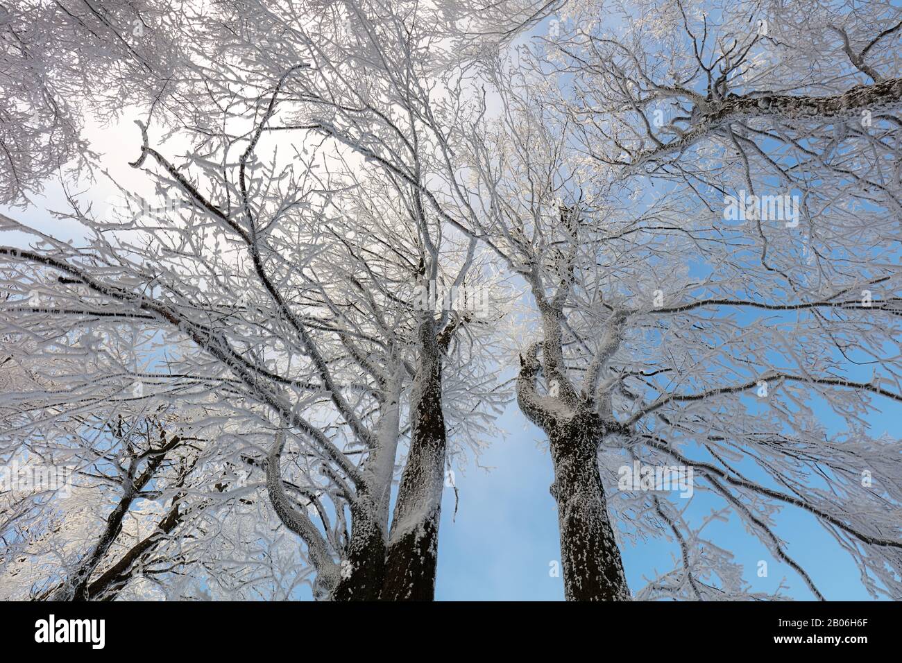 Gefrorene Landschaft - Winter Nebel Wald Stockfoto