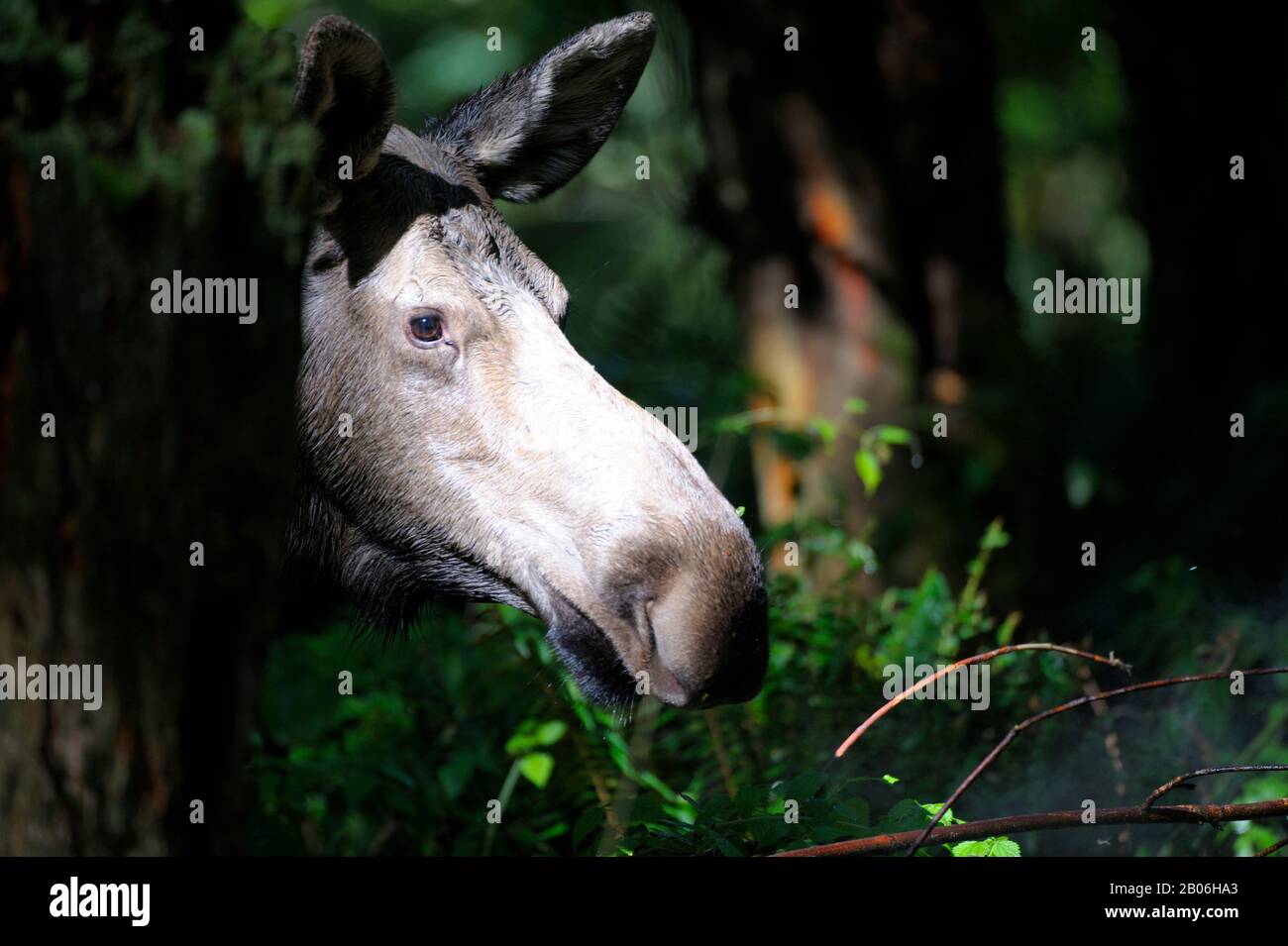USA, WASHINGTON STATE, NORTHWEST TREK WILDPARK, ELCHKUH IM WALD Stockfoto