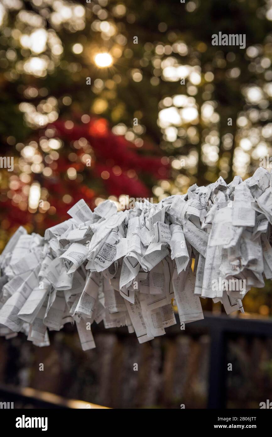 Omikuji, Divinationen auf Papier, geknotet auf einem Band, dahinter Herbstblätter, Tosho-gu Shinto Schrein, Nikko, Präfektur Tokigi, Japan Stockfoto