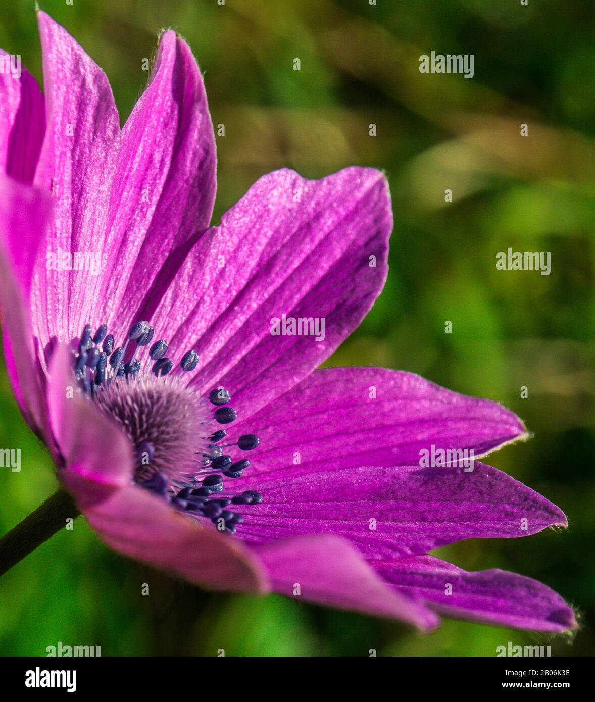 Nahaufnahme einer einzelnen rosafarbenen Blume in einem Olive Grove mit einer frühen Frühlingsblume mit detailliertem Blütenblatt und Staubblättern in Blau. Stockfoto