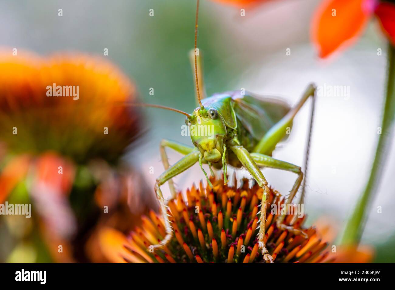 Heuschrecke, Große grüne Buschkrickets (Tettigonia viridissima) auf der Blume der purpurfarbenen Kegelblume (Echinacea purpurea), Bayern, Deutschland Stockfoto