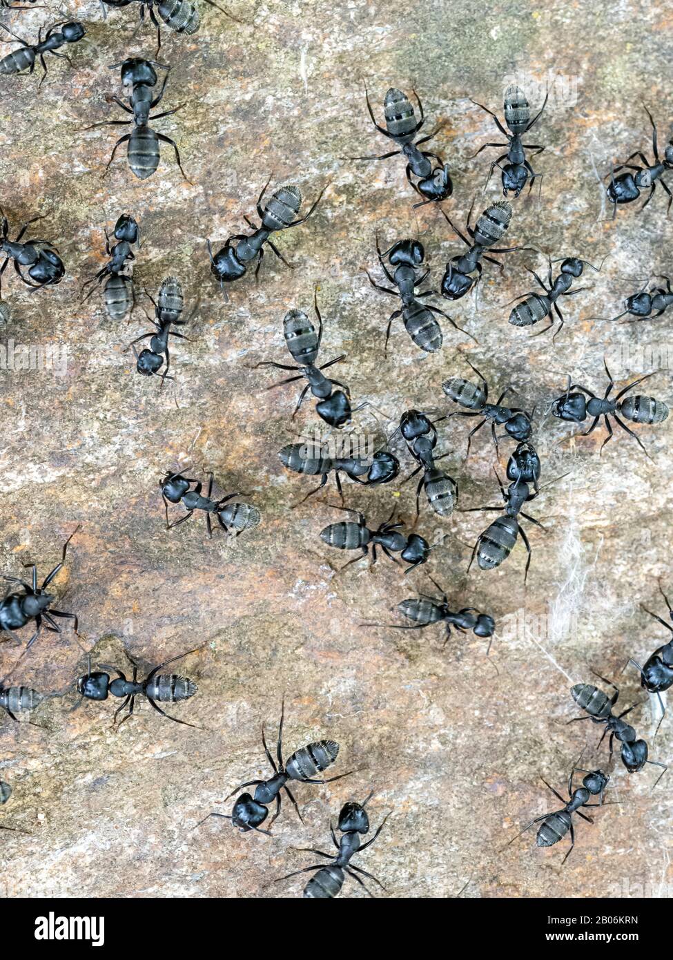 Ameisen (Formicida), Serres, Griechenland Stockfoto