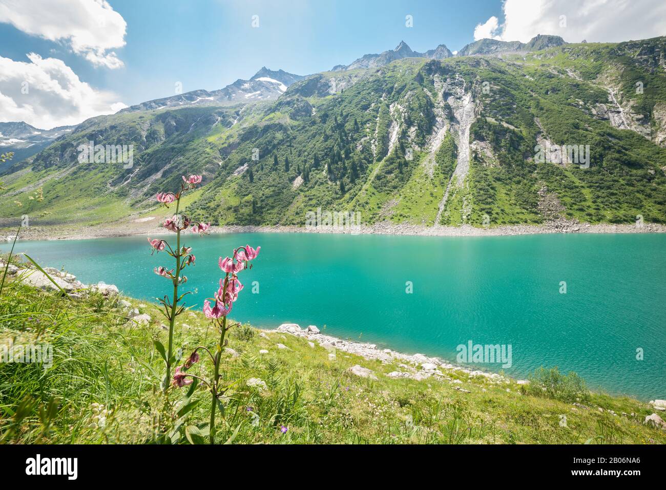 Rosa Wildblume in den Alpen mit einem schönen türkisblauen See als  Hintergrund Stockfotografie - Alamy
