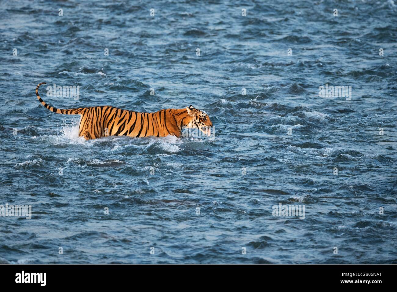 Das Bild des Tigers (Panthera Tigris), der den Fluss Ramganga im Corbett National Park, Indien, Asien überquert Stockfoto