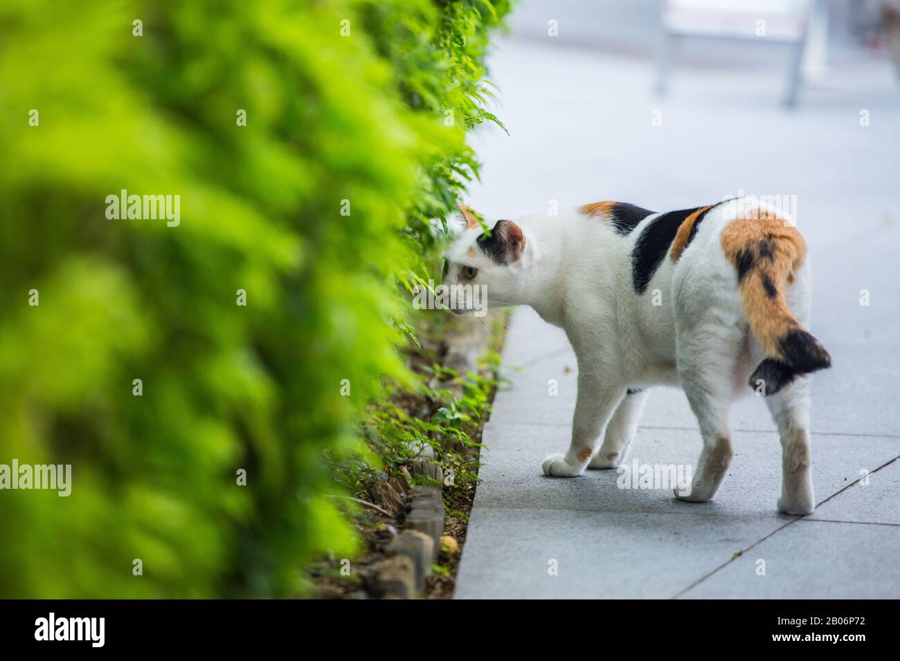 Eine streunende Katze oder auch als Gemeinschaftskatze riecht auf den grünen Pflanzen auf der Straße. Singapur Stockfoto