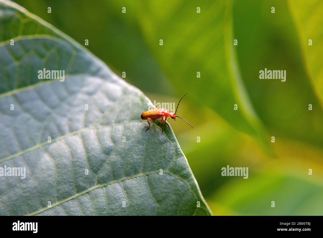 Makroschuss von kleinem roten Teppich auf großem grünen Blatt. Winzige / Kleine kleine rote Insektenwanze, die auf grünem Gemüseblatt mit bokehem Weichzeichnungshintergrund landet. Stockfoto