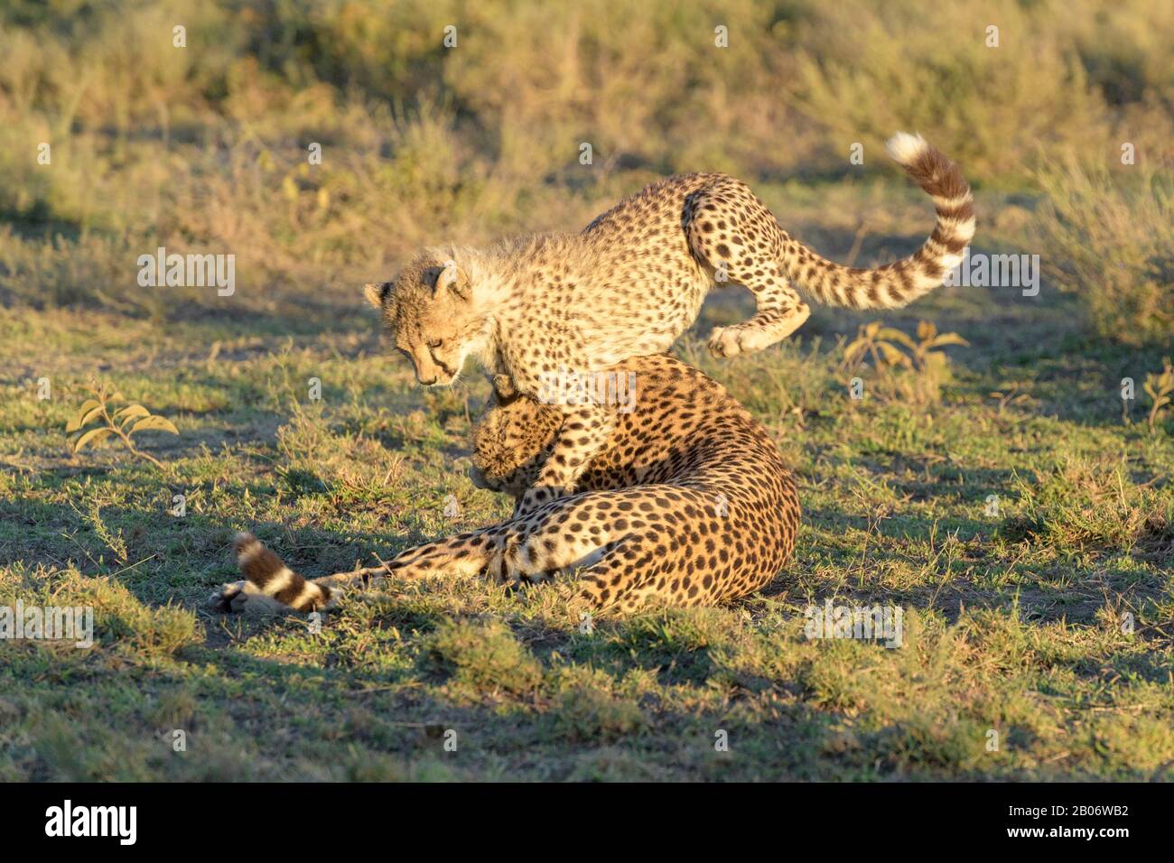 Gepard (Acinonyx jubatus) Mutter mit Cub, die auf Savanne, Ngorongoro Schutzgebiet, Tansania spielt. Stockfoto