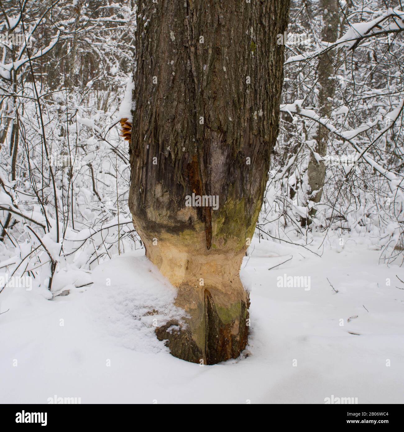 Nahaufnahme eines Baumstammes, der von einem Biber nagt wird. Winterschneewald. Stockfoto