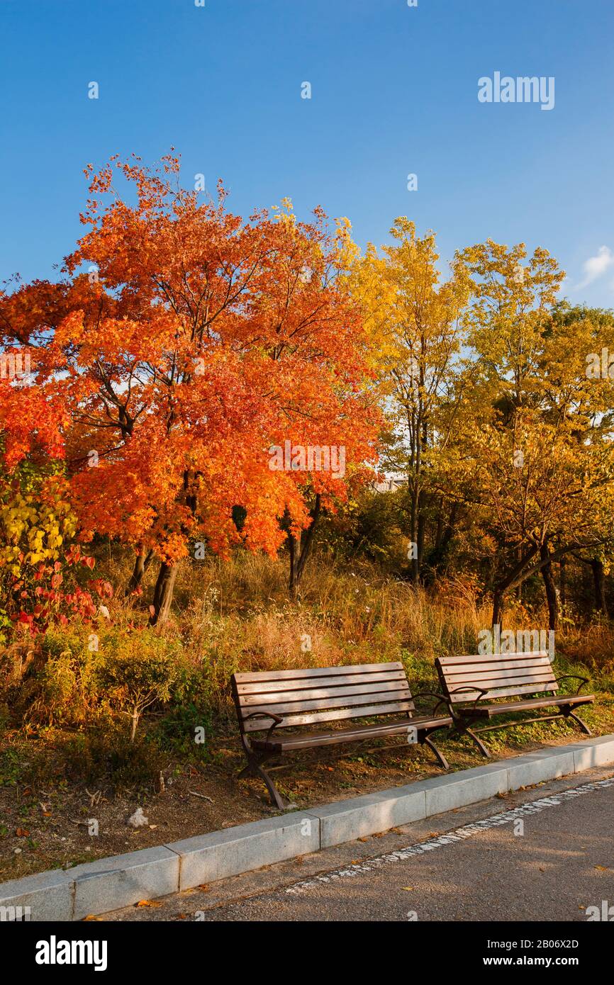 Bunte Herbstlandschaft im Park und auf dem Land. Schöne Blumen und Bäume in der Herbstsaison. 283 Stockfoto