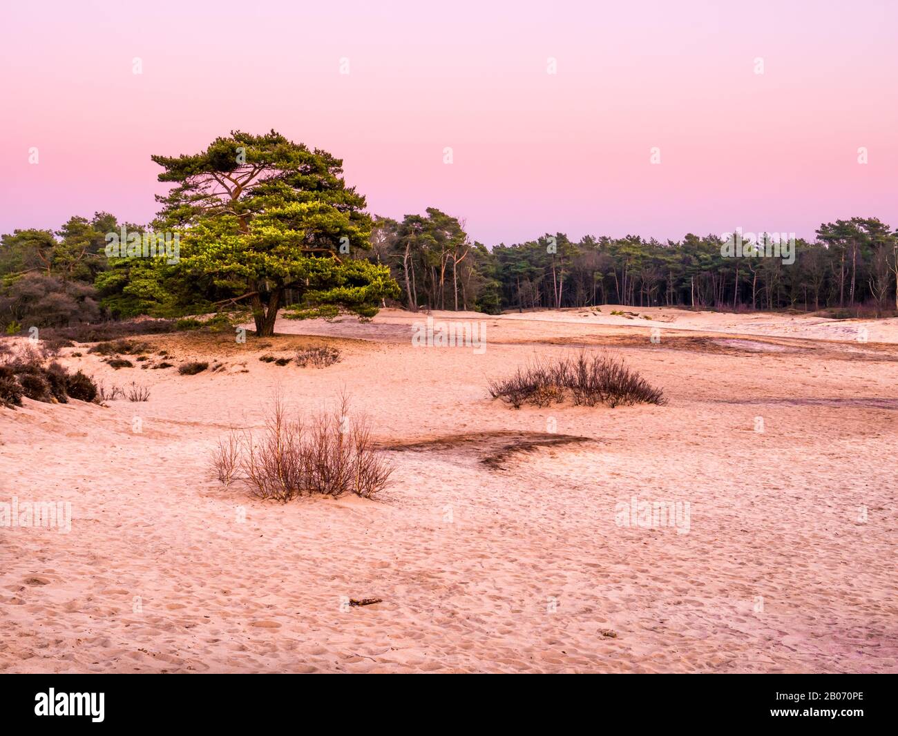 Sanddünen von Heideland bei Sonnenuntergang, Goois Nature Reserve, Niederlande Stockfoto