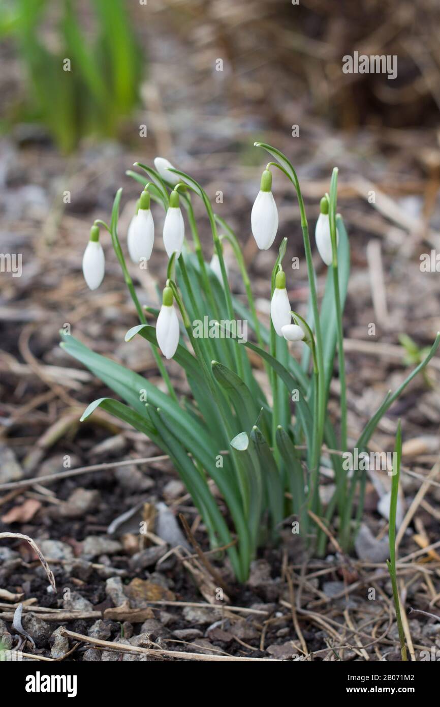 Erste Frühlingsblumen Schneefall blüht Stockfoto