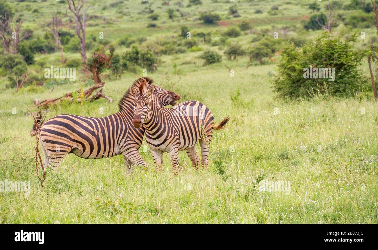 Burchells Zebras - Paarungszusammenspielsequenz zwischen zwei reifen Tieren wird horizontal dargestellt Stockfoto