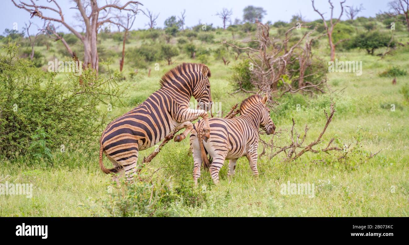 Burchells Zebras - Paarungszusammenspielsequenz zwischen zwei reifen Tieren wird horizontal dargestellt Stockfoto