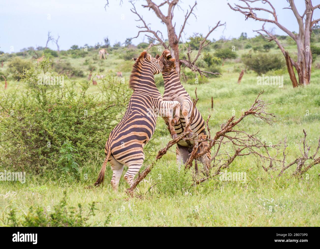 Burchells Zebras - Paarungszusammenspielsequenz zwischen zwei reifen Tieren wird horizontal dargestellt Stockfoto