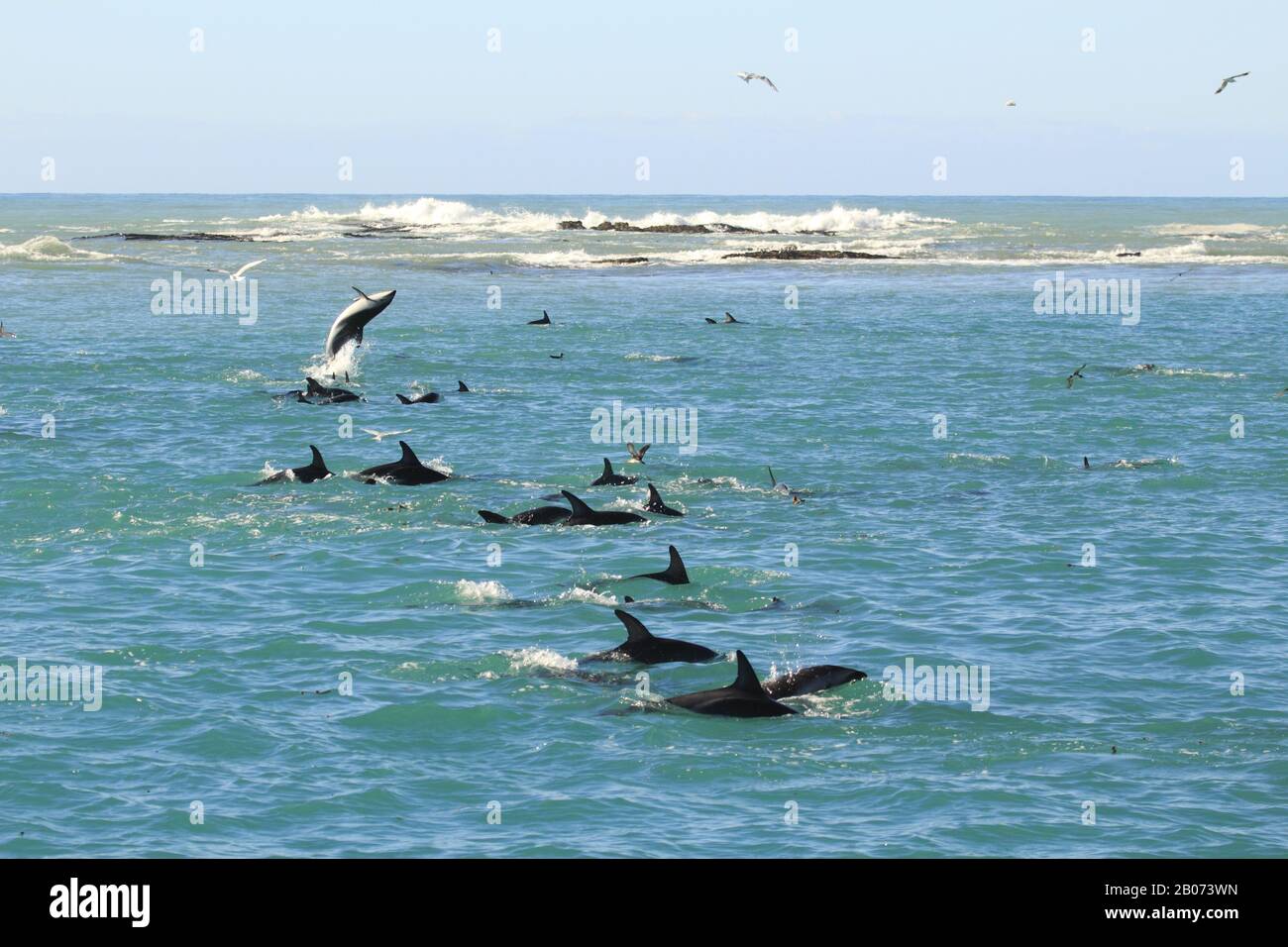 Dusky Dolphins in Neuseeland, kaikoura Stockfoto