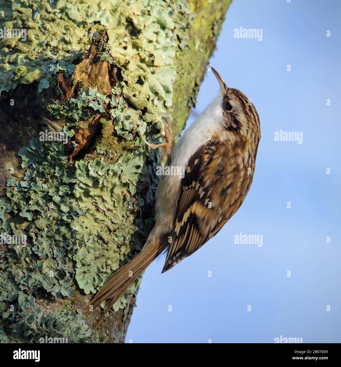 Treecreeper, Certhia familiaris, an Der Seite EINES Baumes halten. Aufgenommen in Stanpit Marsh Christchurch UK Stockfoto