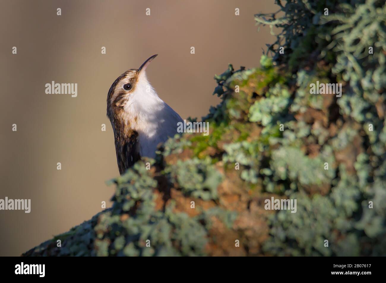 Treecreeper, Certhia familiaris, Die Sich Über EINER Filiale Hinaufmachen, Während Sie Nach Essen In Den Lichen suchen. Aufgenommen in Stanpit Marsh Christchurch UK Stockfoto
