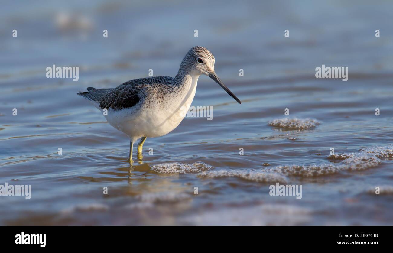 Greenshank, Tringa Nebularia, Auf Der Suche Nach Nahrung Im Meer. In Keyhaven UK aufgenommen Stockfoto