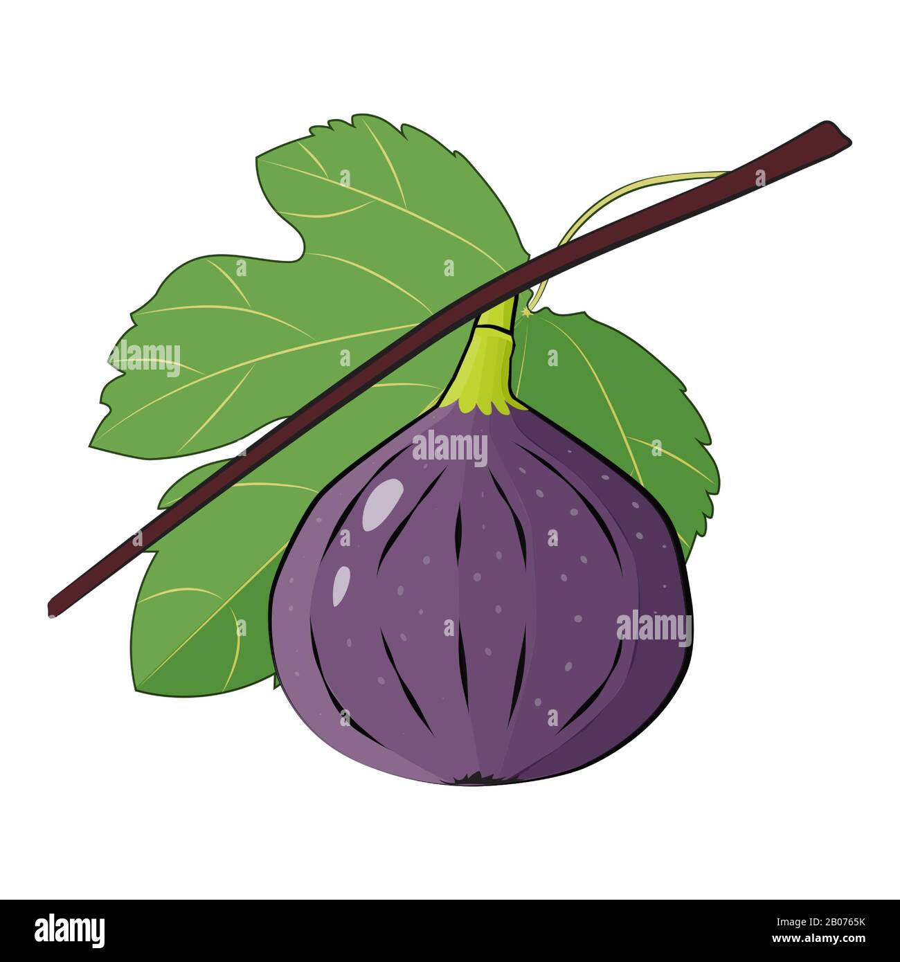 Feige Zweig mit Blättern Sommer tropische Früchte Vektor-Illustration Stock Vektor