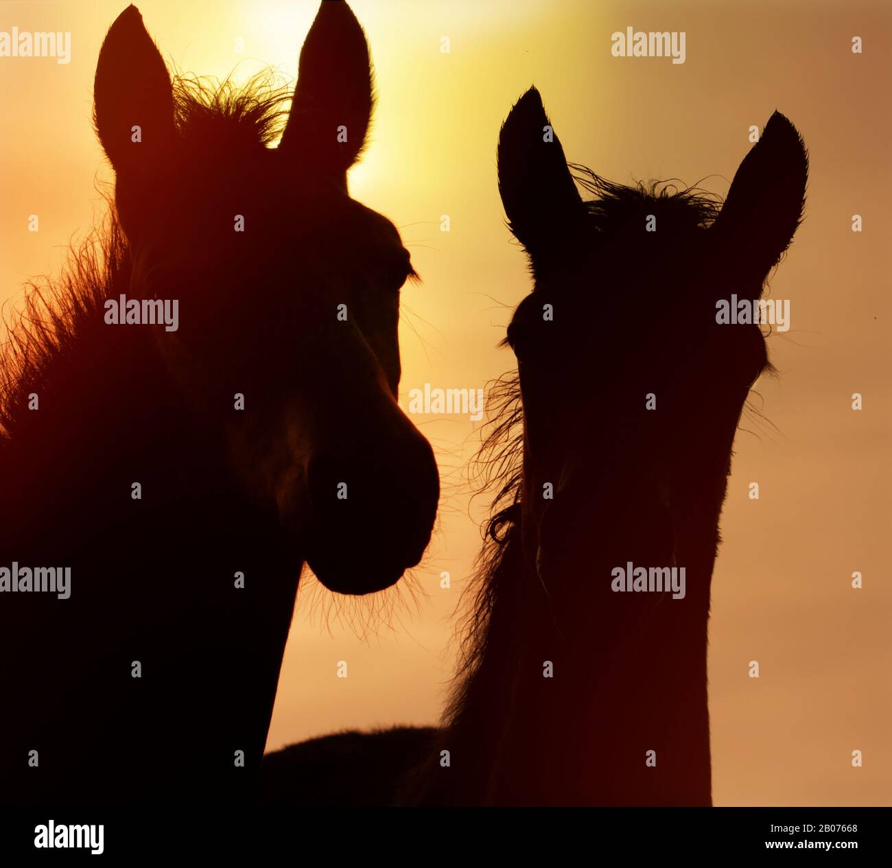 Pair Der New Forest Ponys Silhouette Gegen Den Sonnenaufgang. Aufgenommen bei Stanpit Marsh UK. Zeigt Fohlen und Mutter, Zweisamkeit, Neugier an der Kamera. Stockfoto