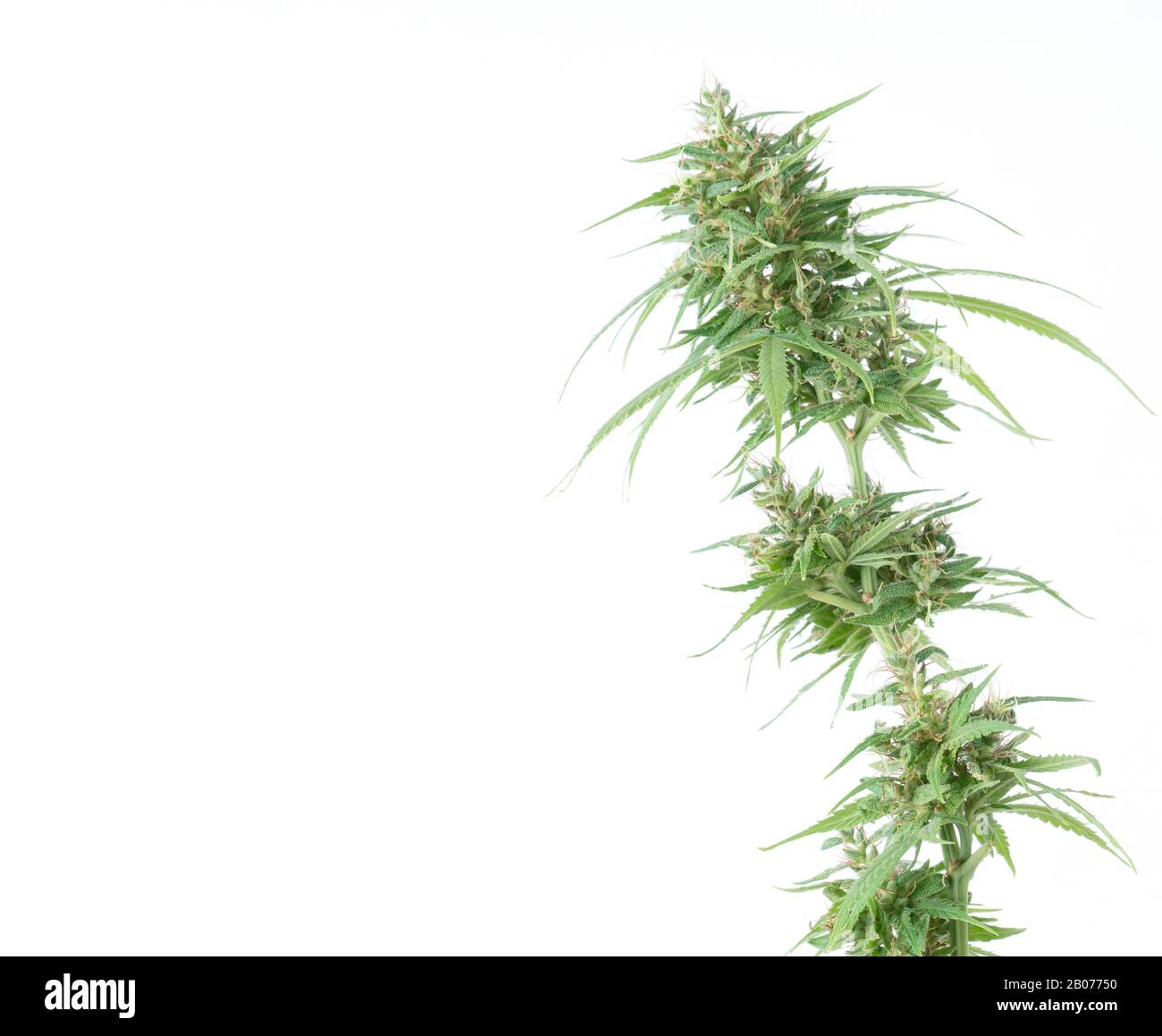 Frische Marihuana-Blume isoliert auf weißem Hintergrund Stockfoto