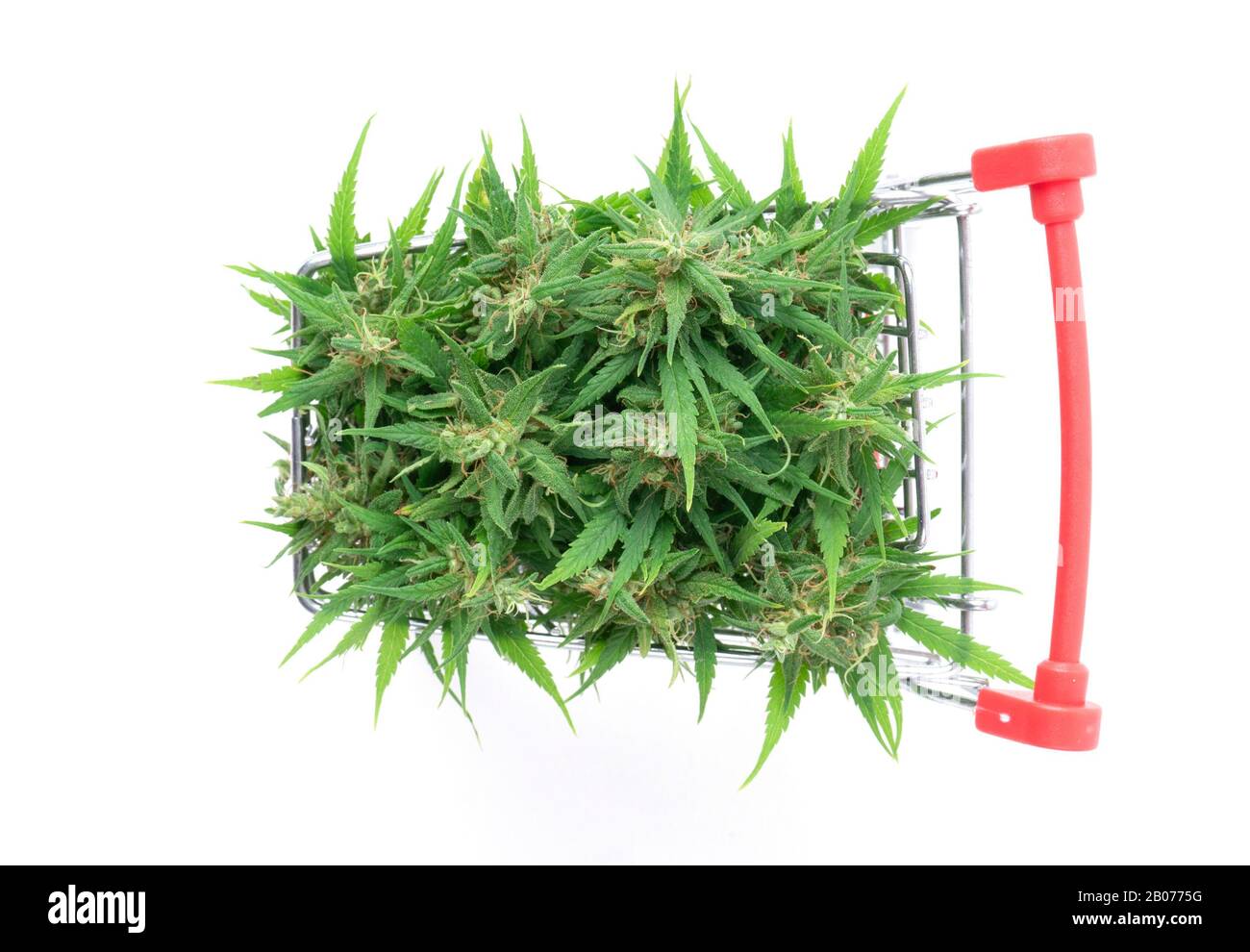 Frische Marihuana-Blume im Warenkorb isoliert auf weißem Hintergrund Stockfoto