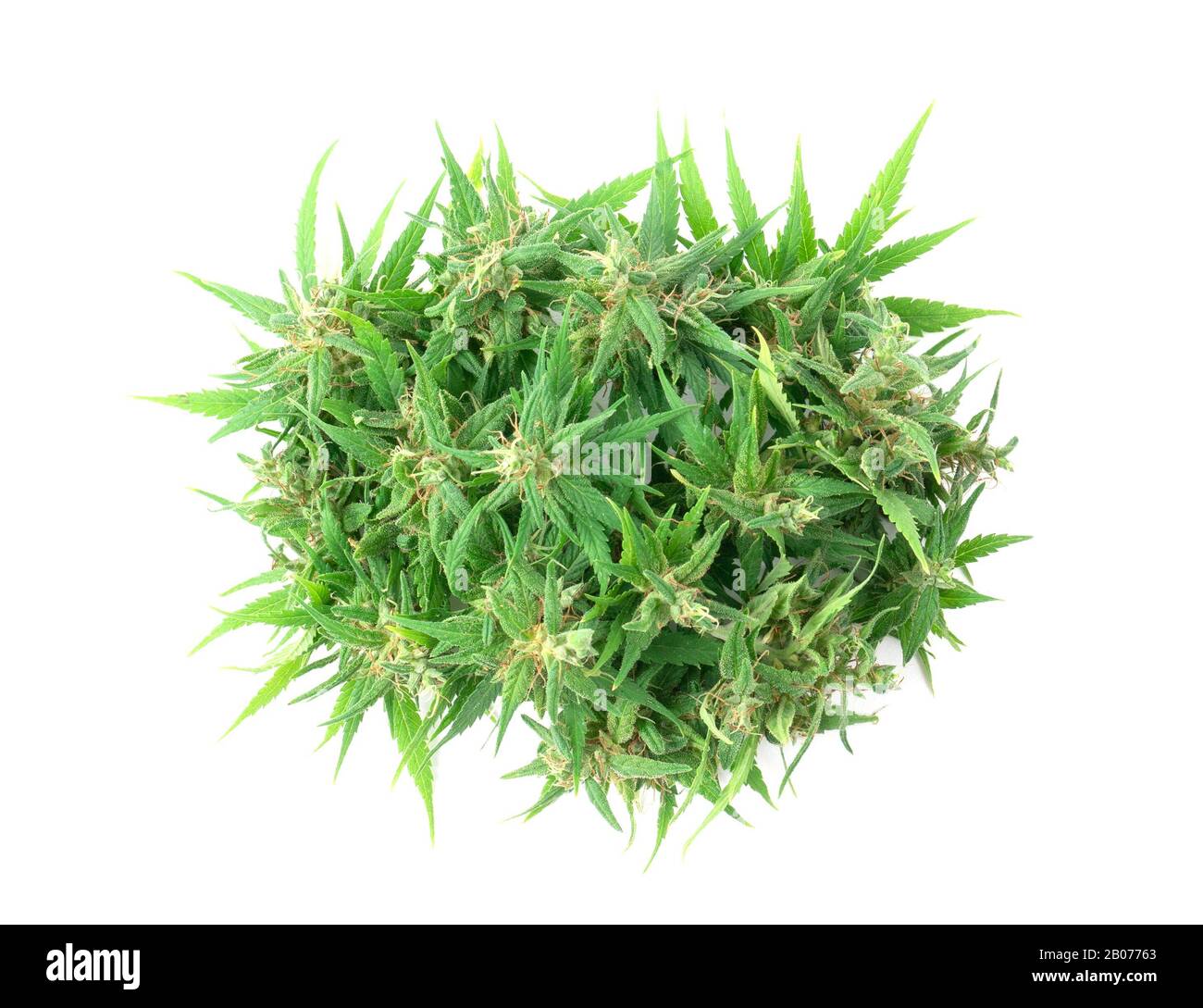 Frische Marihuana-Blume isoliert auf weißem Hintergrund Stockfoto
