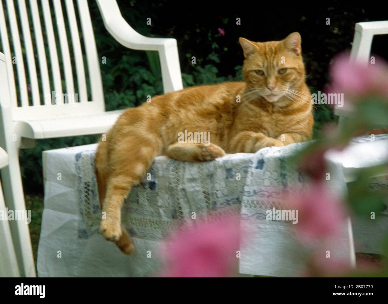 ingwer-tom-Katze sitzt auf Gartentisch Stockfoto