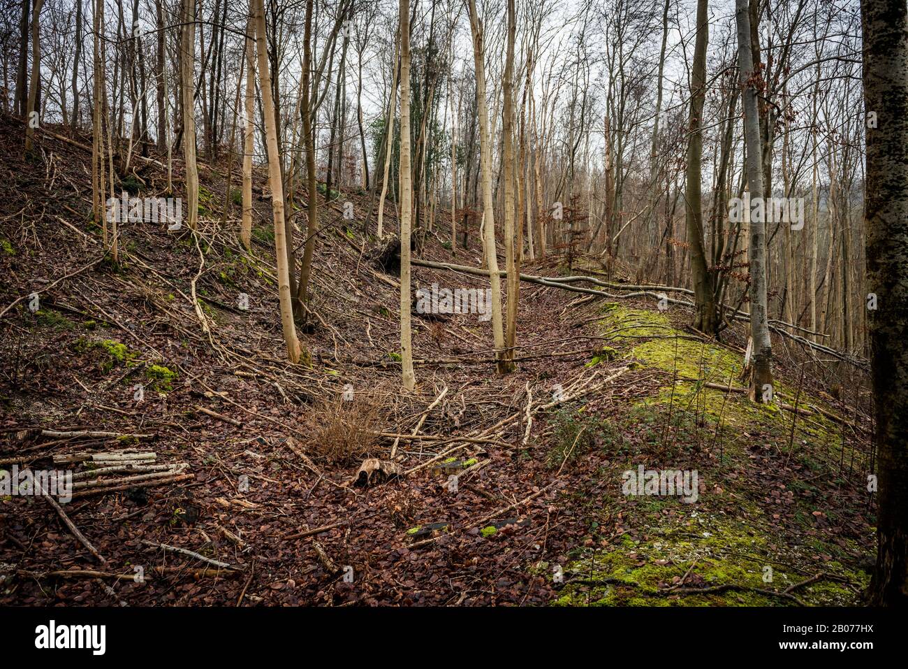 The war Dyke, eine Grenze zu Eisenzeit oder defensives Erdwerk, das vom Fluss Arun im Osten bis zu Rewell Hill Wood, West Sussex, Großbritannien verläuft Stockfoto