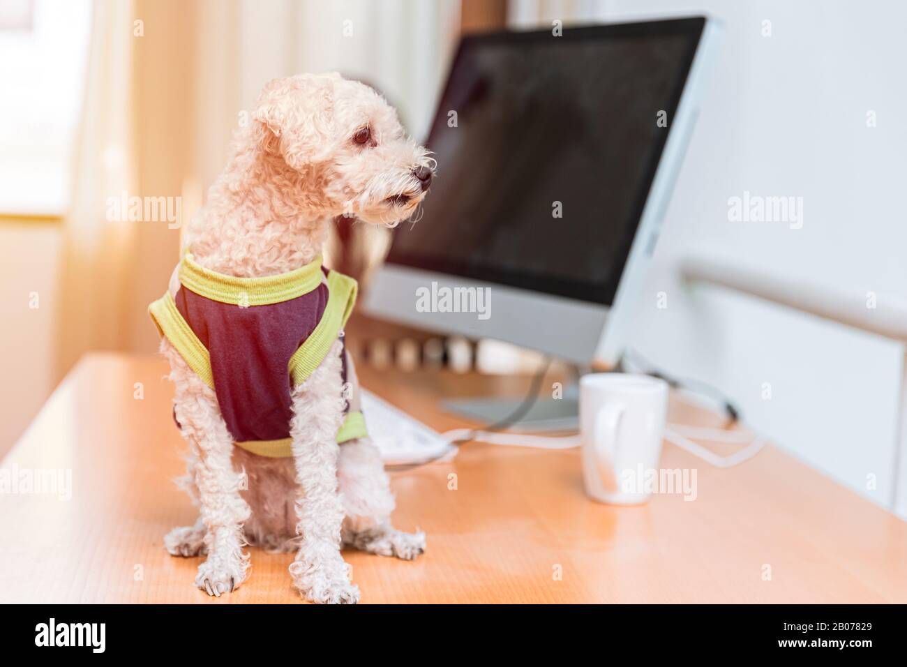 Süße Kleidung Pudelhund sitzt am Computerschreibtisch Stockfoto