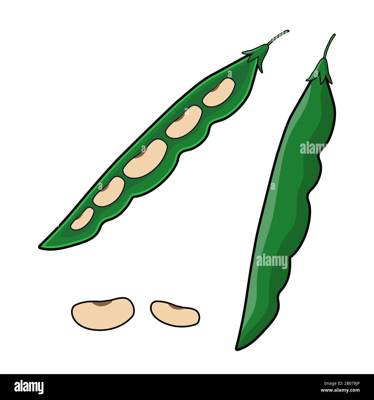 Schoten aus grüner Bohne und Bohnen. Abbildung: String-Beans-Vektor Stock Vektor