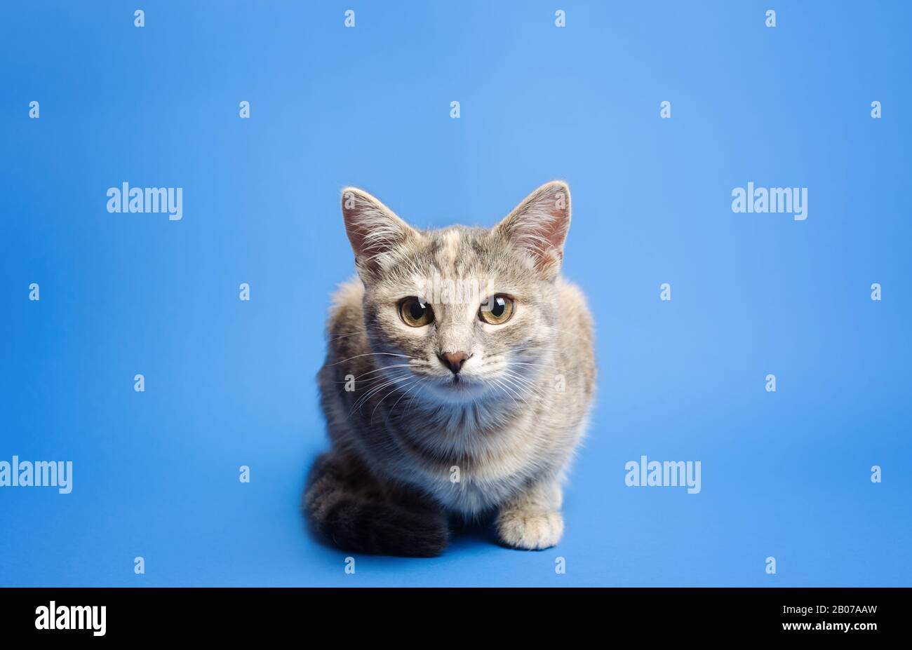 Die niedliche Tabby-Katze sieht kurioserweise auf einem blauen Hintergrund auf die Kamera. Schöne lustige Kätzchen. Die vierte Wand durchbrechen. Neugier und Aufmerksamkeit, Stockfoto