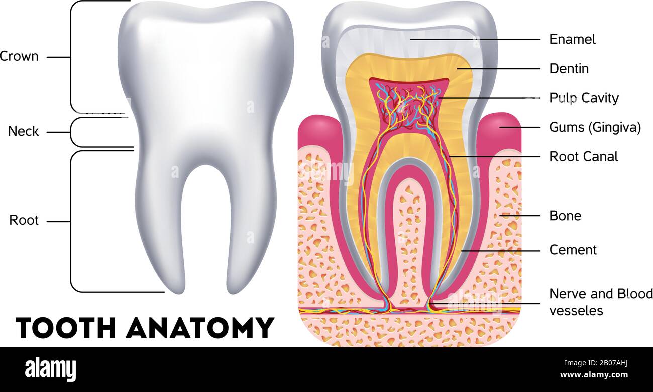 Zahnanatomien-Vektor-Infografiken. Medizinisches Banner oder Plakatabbildung Stock Vektor